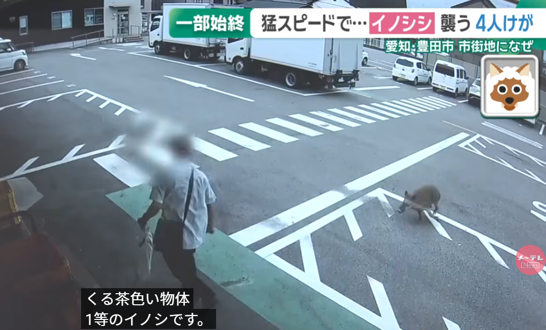 日本野豬