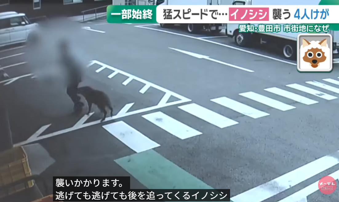 日本野豬