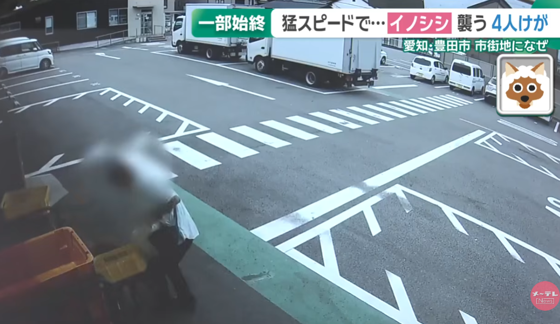 日本野豬