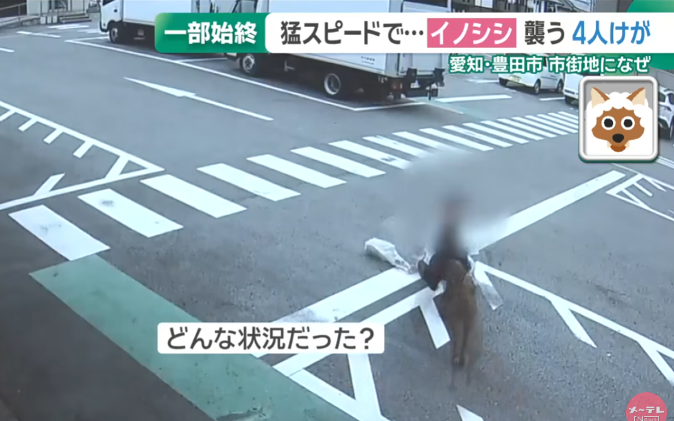 日本野豬