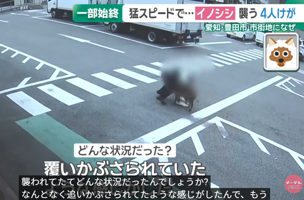日本野豬