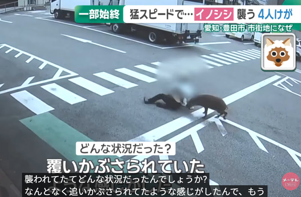 日本野豬