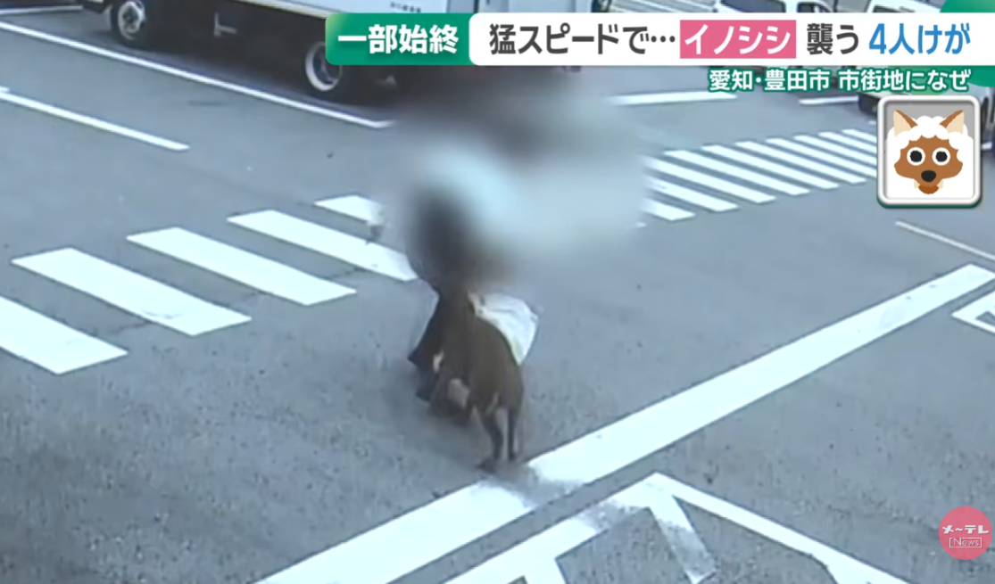 日本野豬