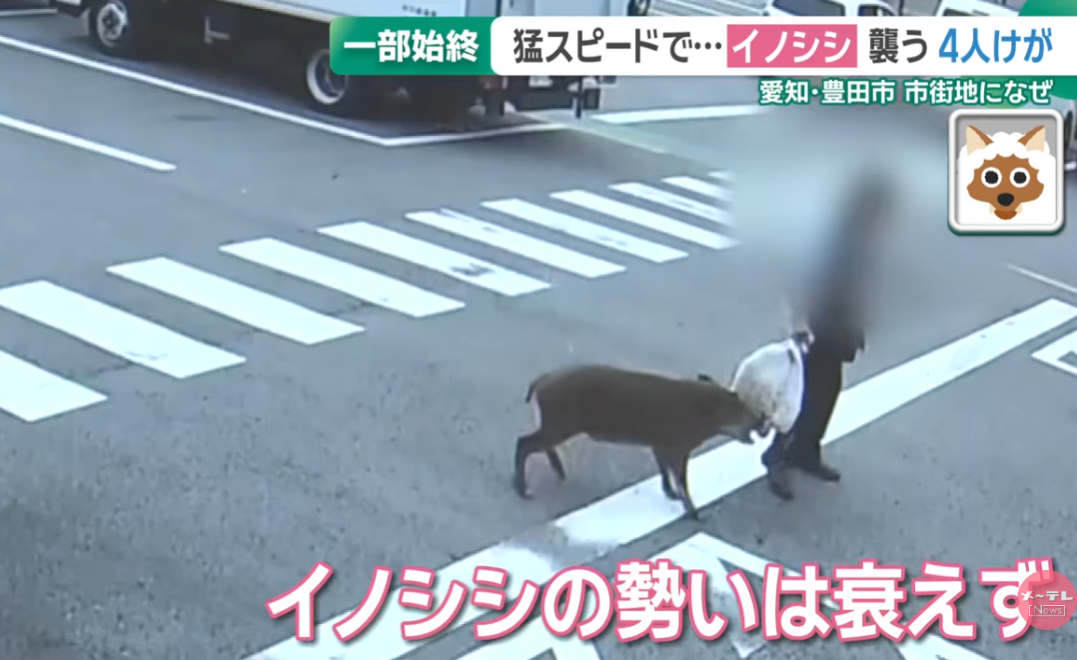 日本野豬