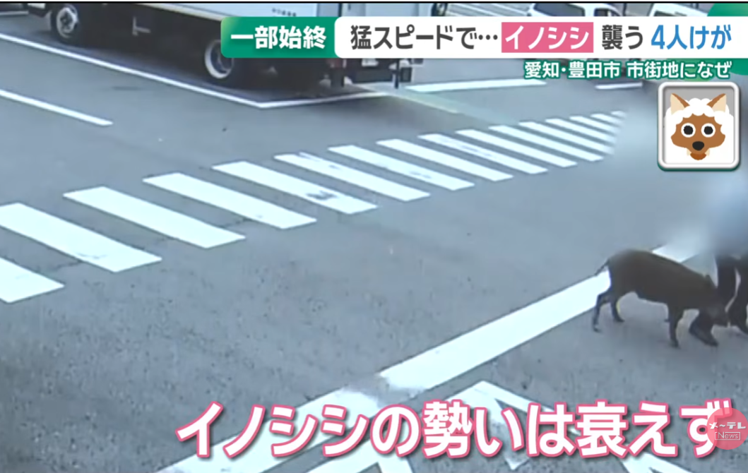 日本野豬