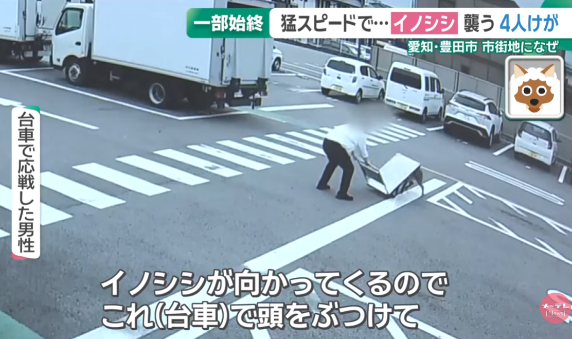 日本野豬