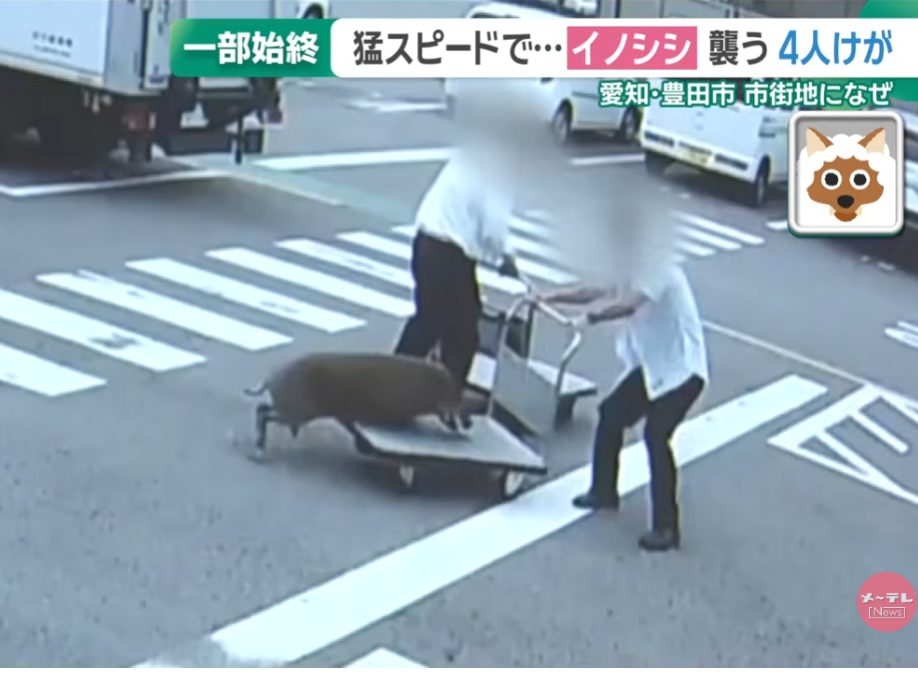 日本野豬
