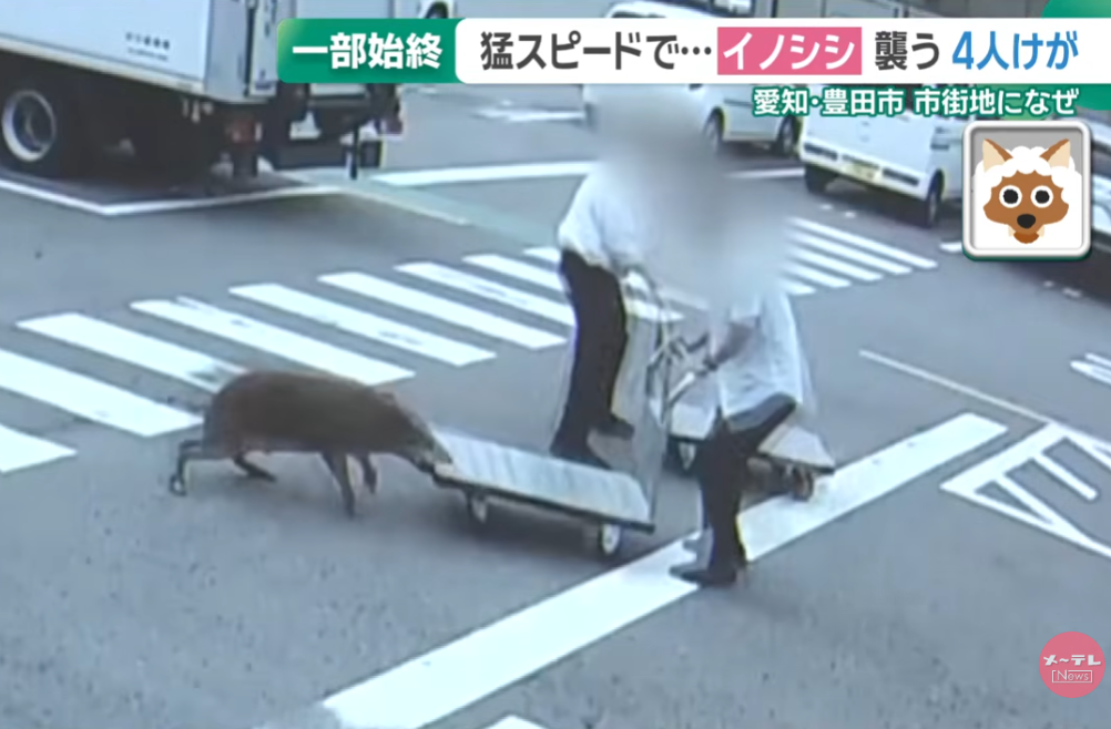 日本野豬