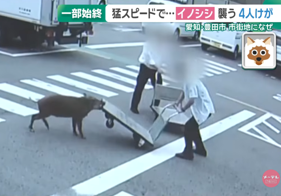 日本野豬