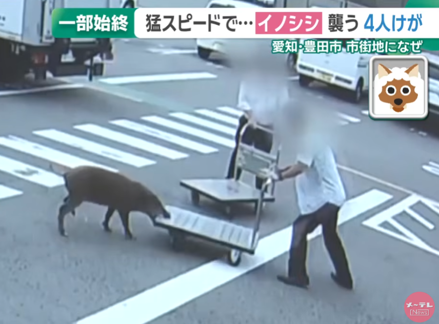 日本野豬