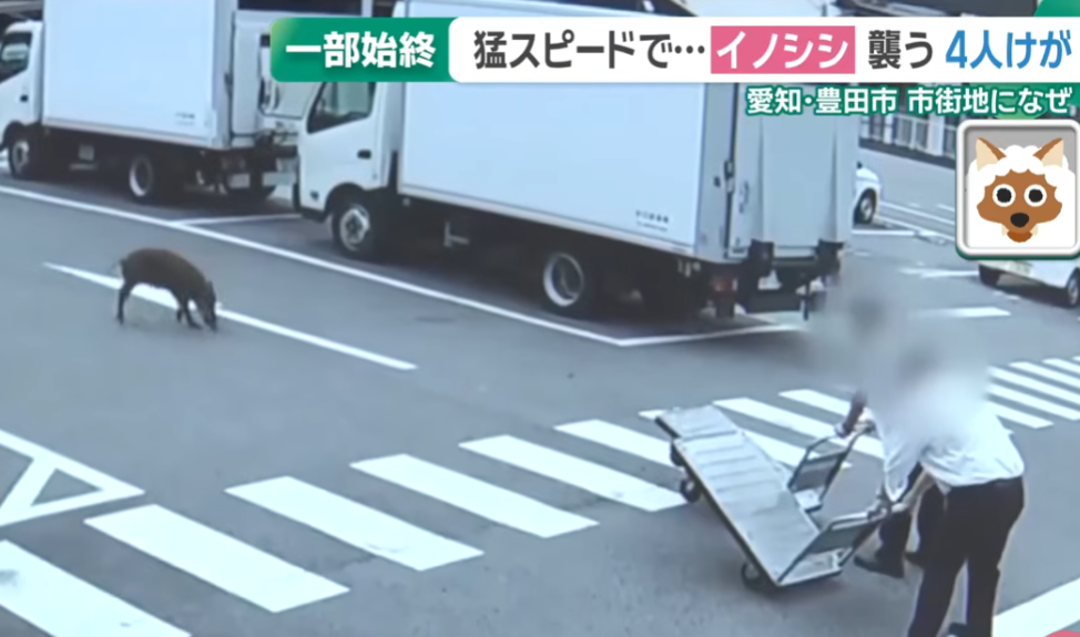 日本野豬