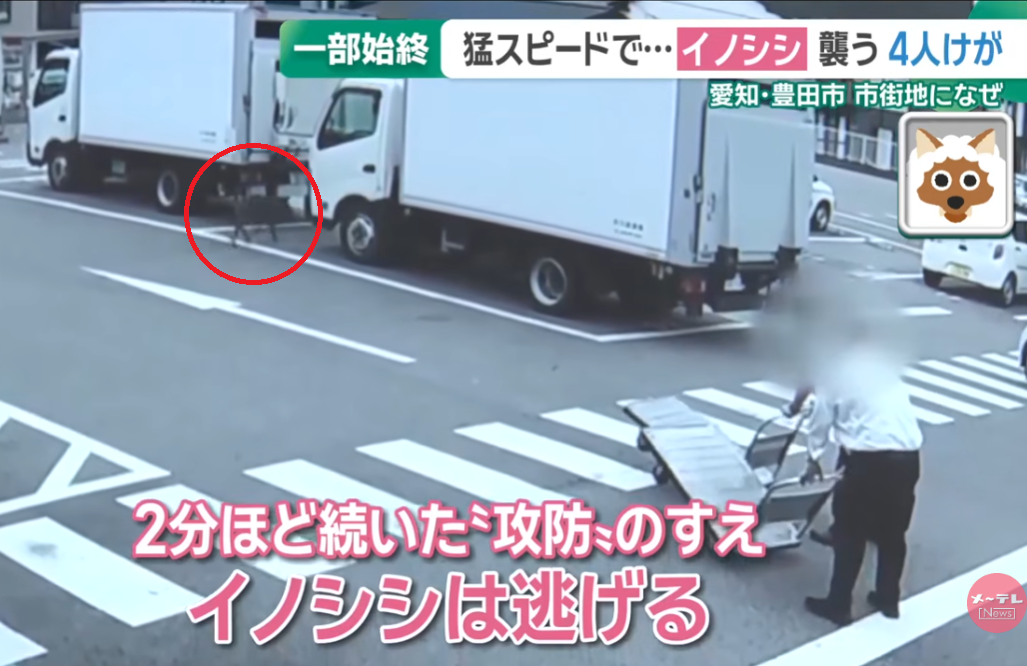 日本野豬