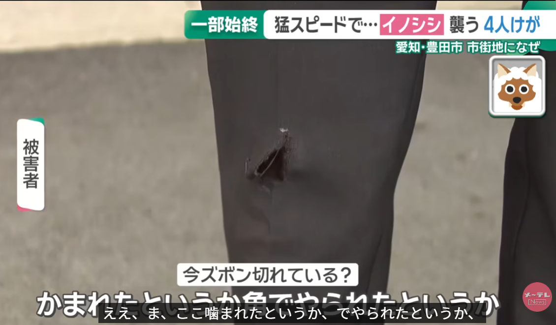 日本野豬