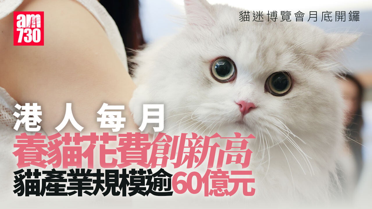 香港​貓迷博覽會月底開鑼 調查：港人每月養貓花費創新高　「貓銀髮經濟」正形成