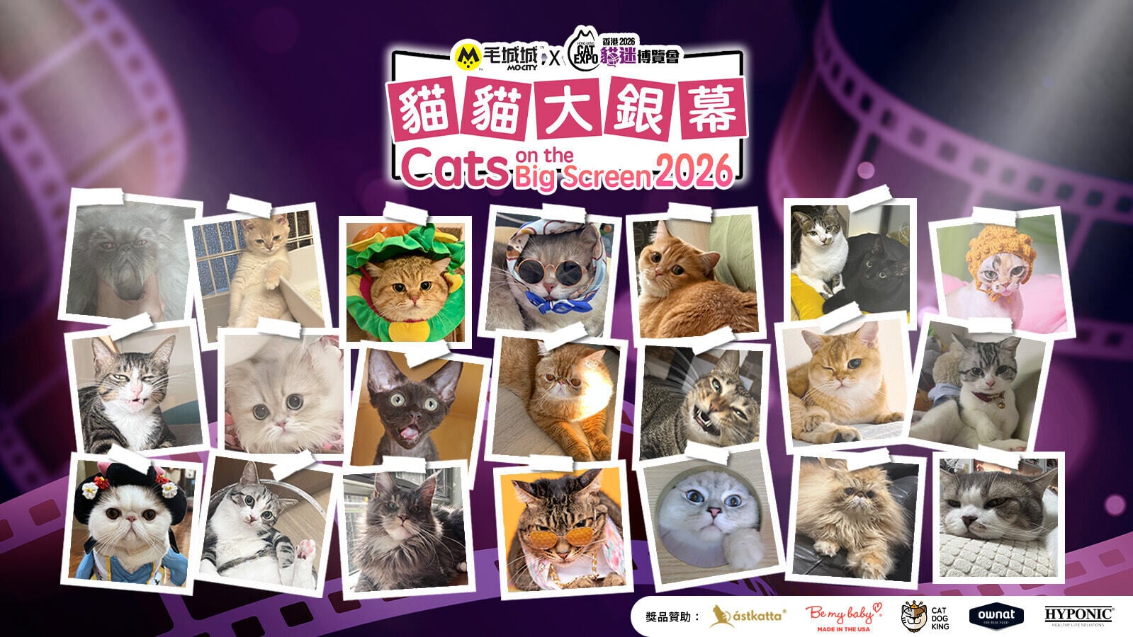 MoCity x Cat Expo—貓貓大銀幕
