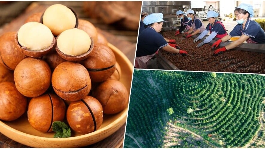 夏威夷果仁全球最大種植地竟在雲南 不是夏威夷或澳洲｜中國新特產