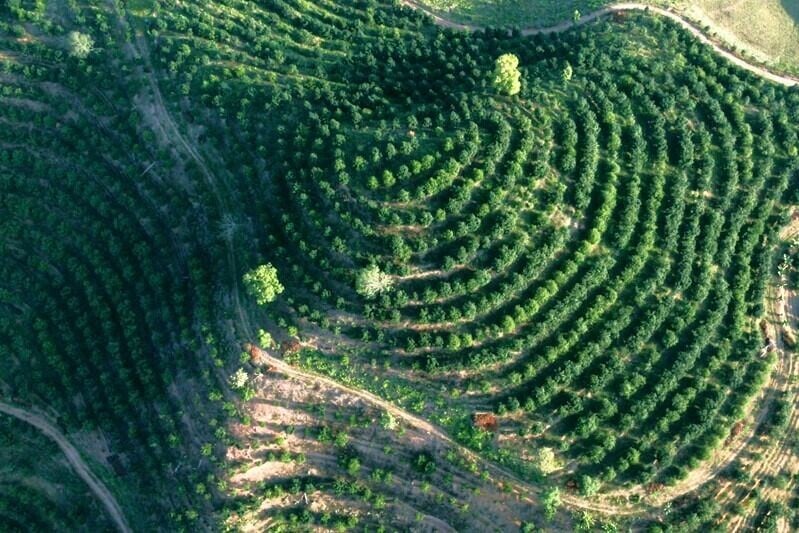 位於雲南臨滄市的夏威夷果仁種植基地。(網上圖片)