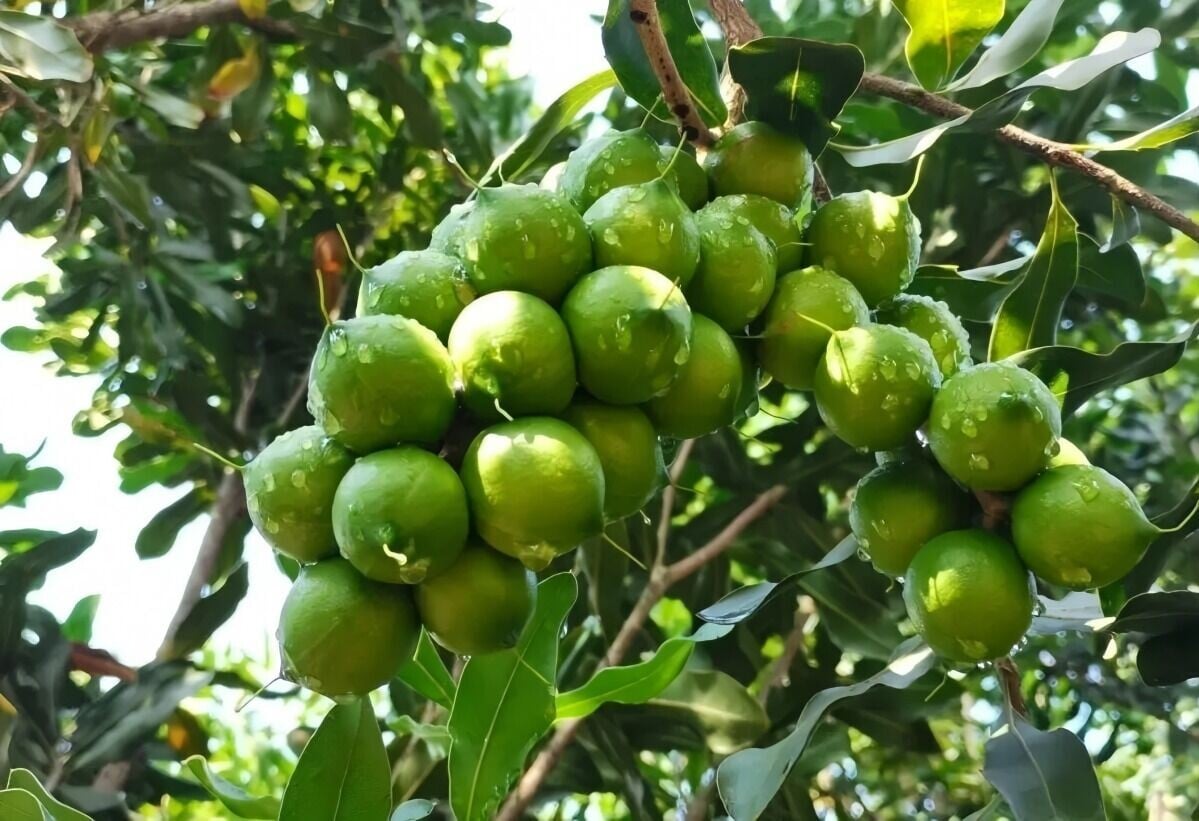 雲南臨滄採摘前的夏威夷果綠果。青色部分是果皮,果皮裏才是常見的啡色夏威夷果。(網上圖片)