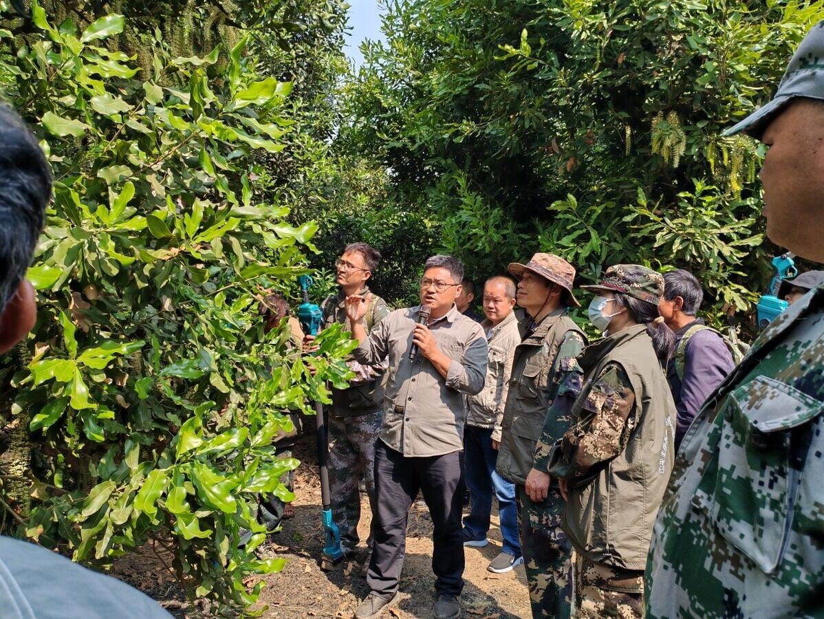雲南省農科院熱經所的專家在耿馬縣的堅果基地開展現場培訓。(網上圖片)