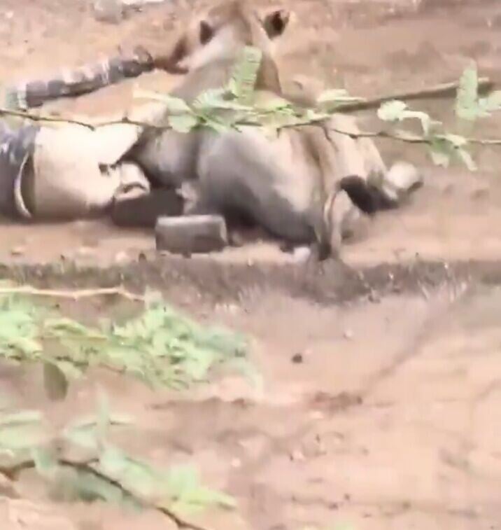 Kalubhai竟然開始輕柔撫摸母獅的頭與頸部。(X)
