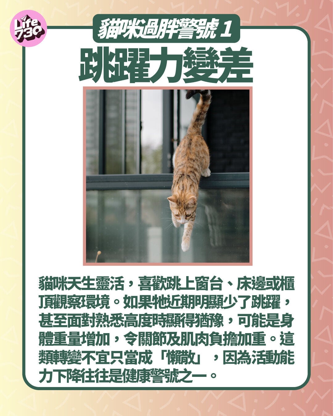 貓咪過胖警號1. 跳躍力變差
