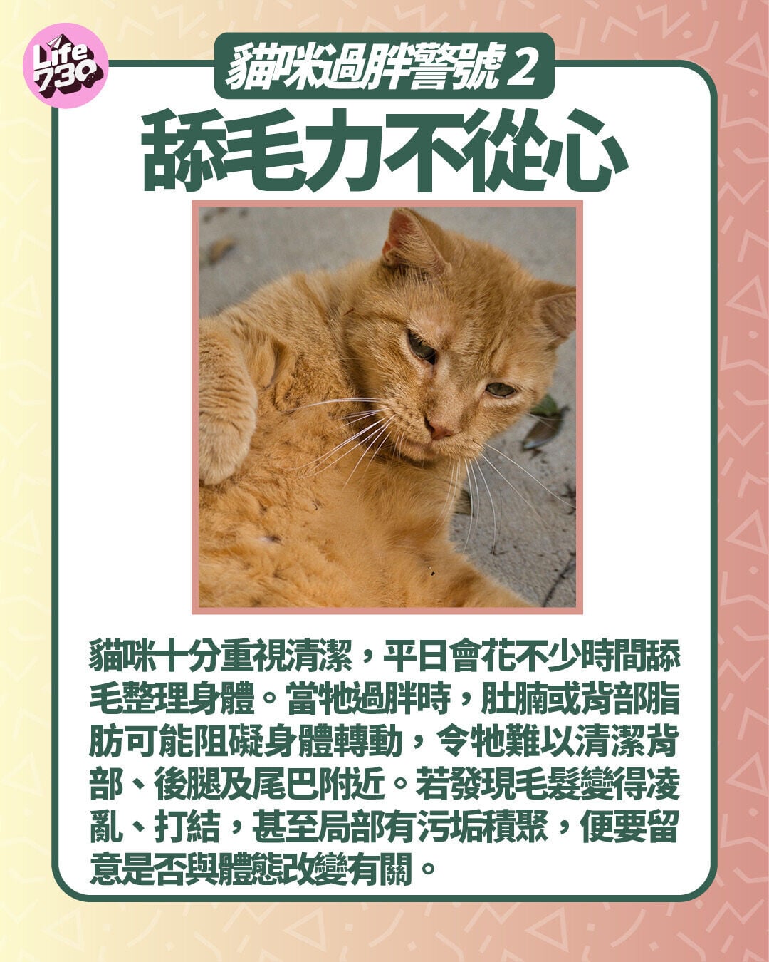 貓咪過胖警號2. 舔毛力不從心