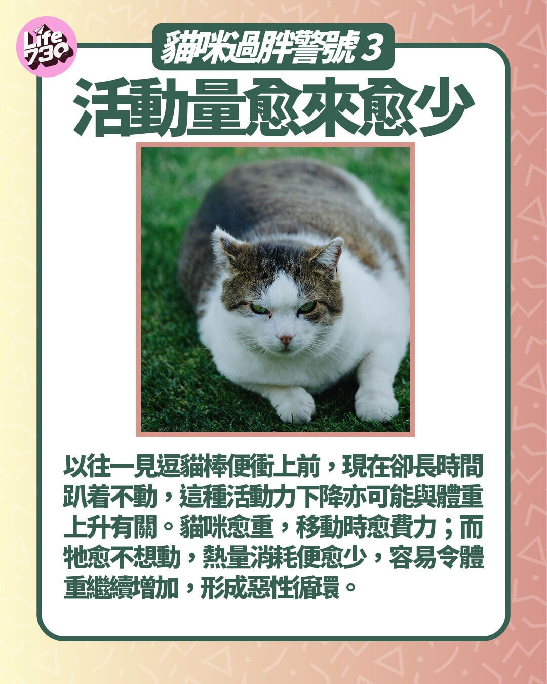 貓咪過胖警號3. 活動量愈來愈少