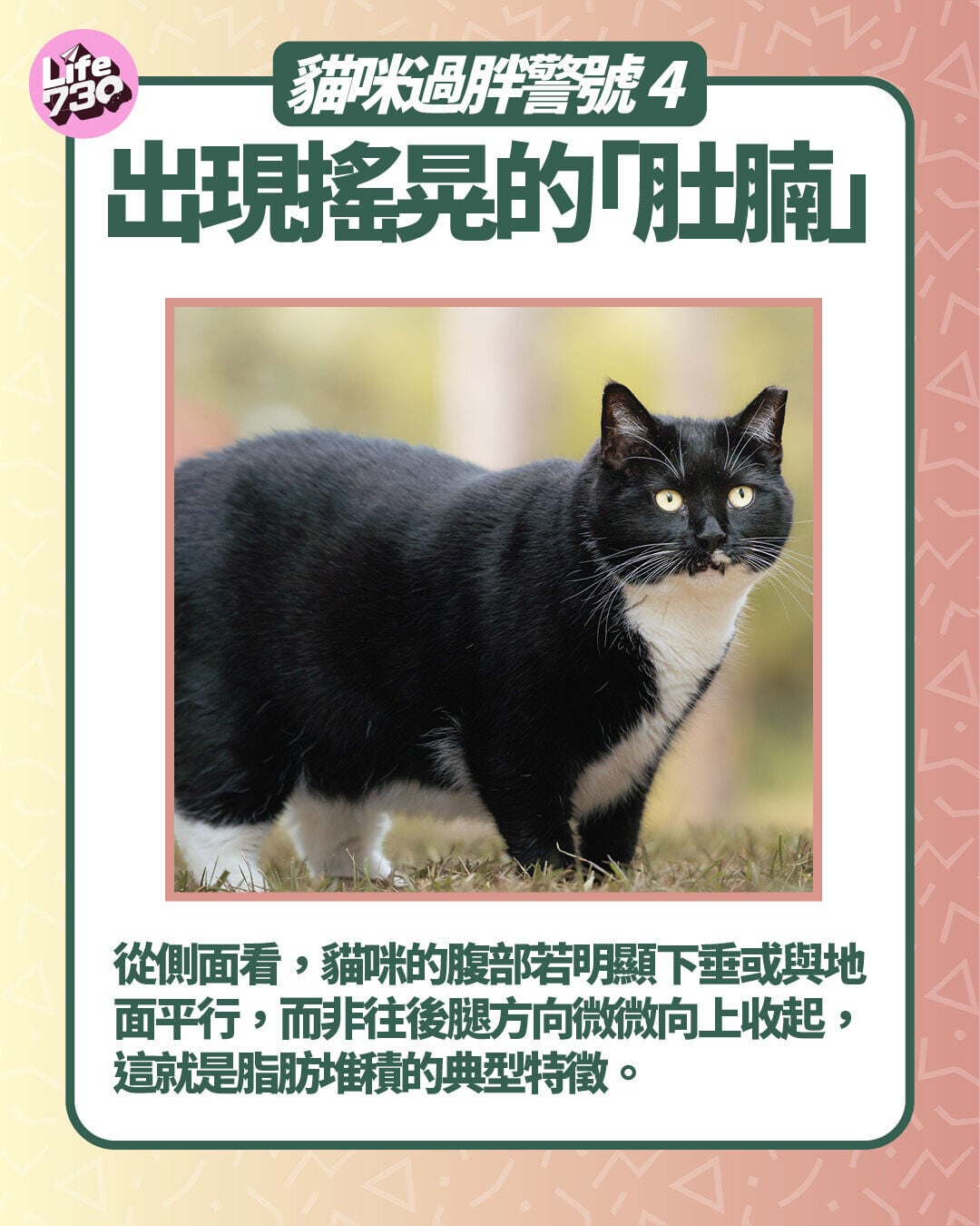 貓咪過胖警號 4. 出現搖晃的「肚腩」