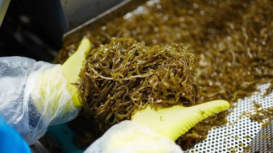預防認知障礙食物