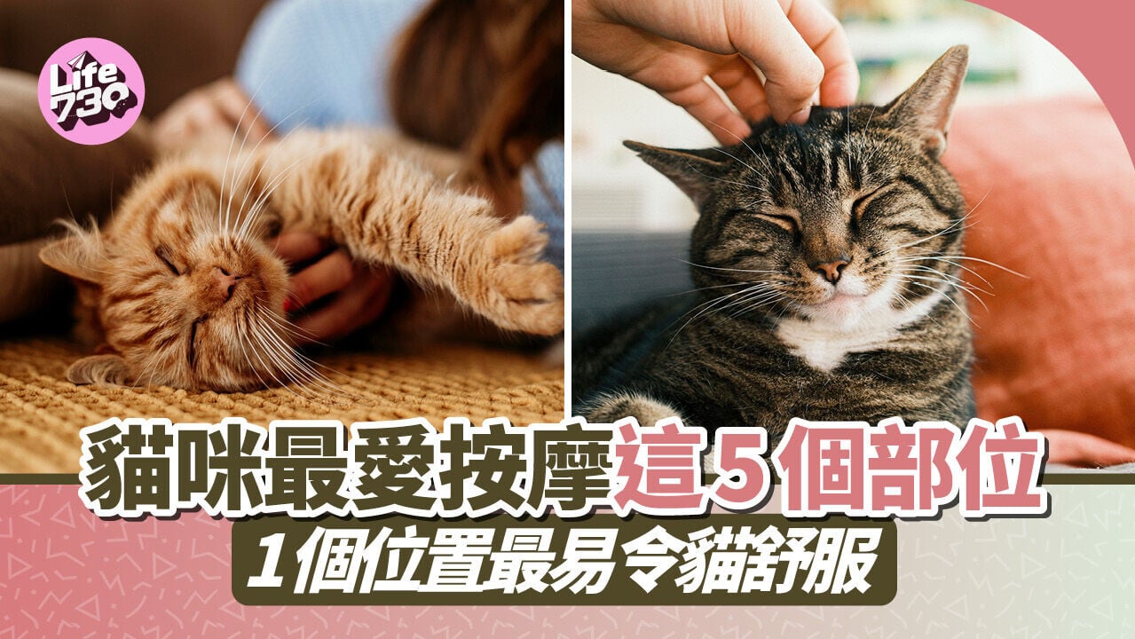 貓咪最愛按摩這5個部位！1個位置最易令貓舒服