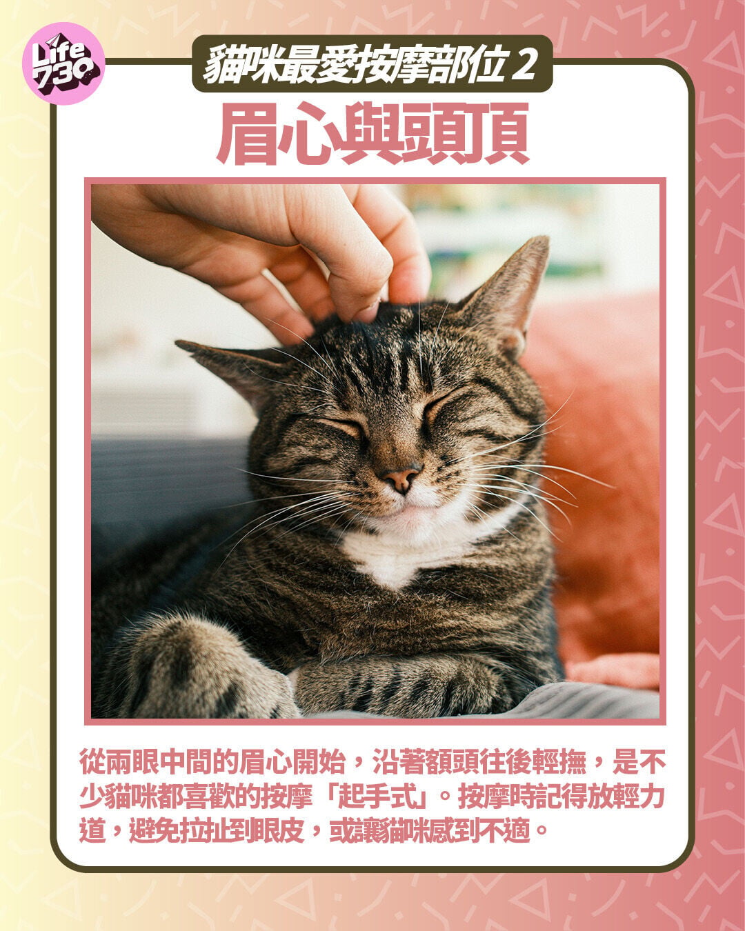 貓咪最愛按摩部位2:眉心與頭頂