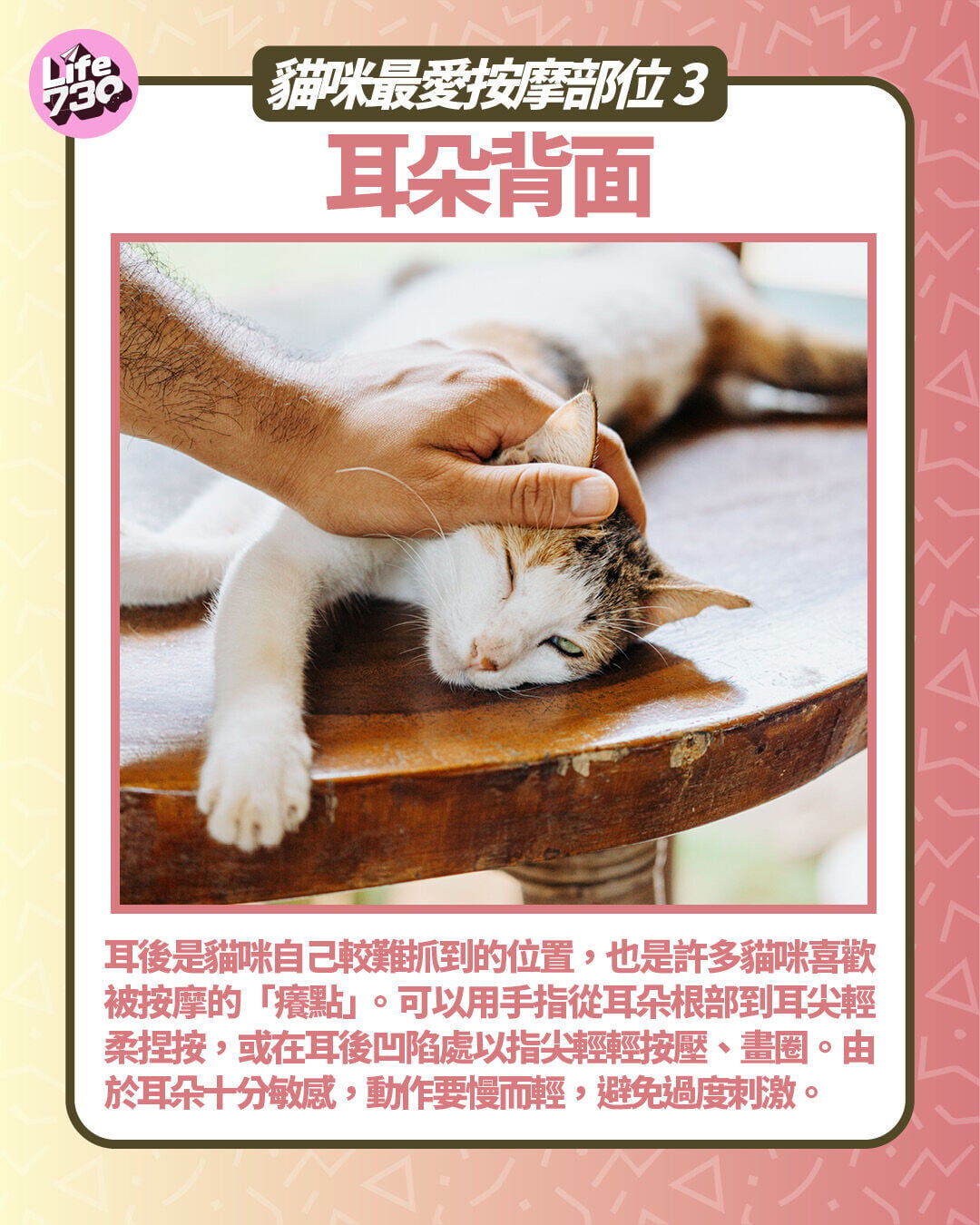 貓咪最愛按摩部位3:耳朵背面貓咪最愛按摩部位3:耳朵背面