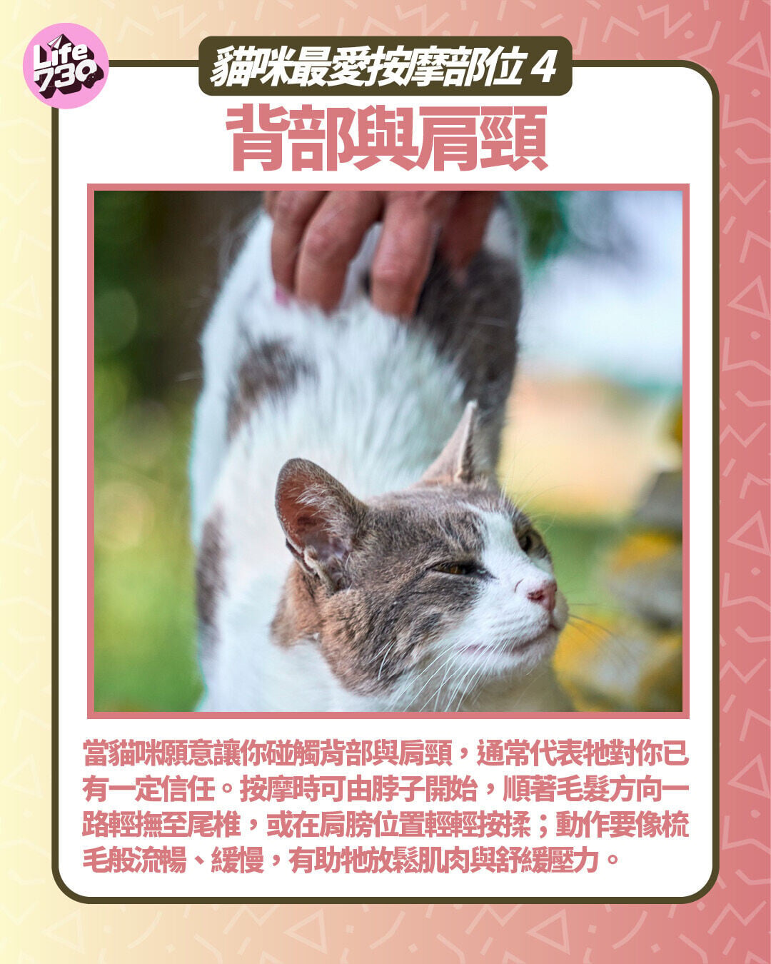 貓咪最愛按摩部位4:背部與肩頸