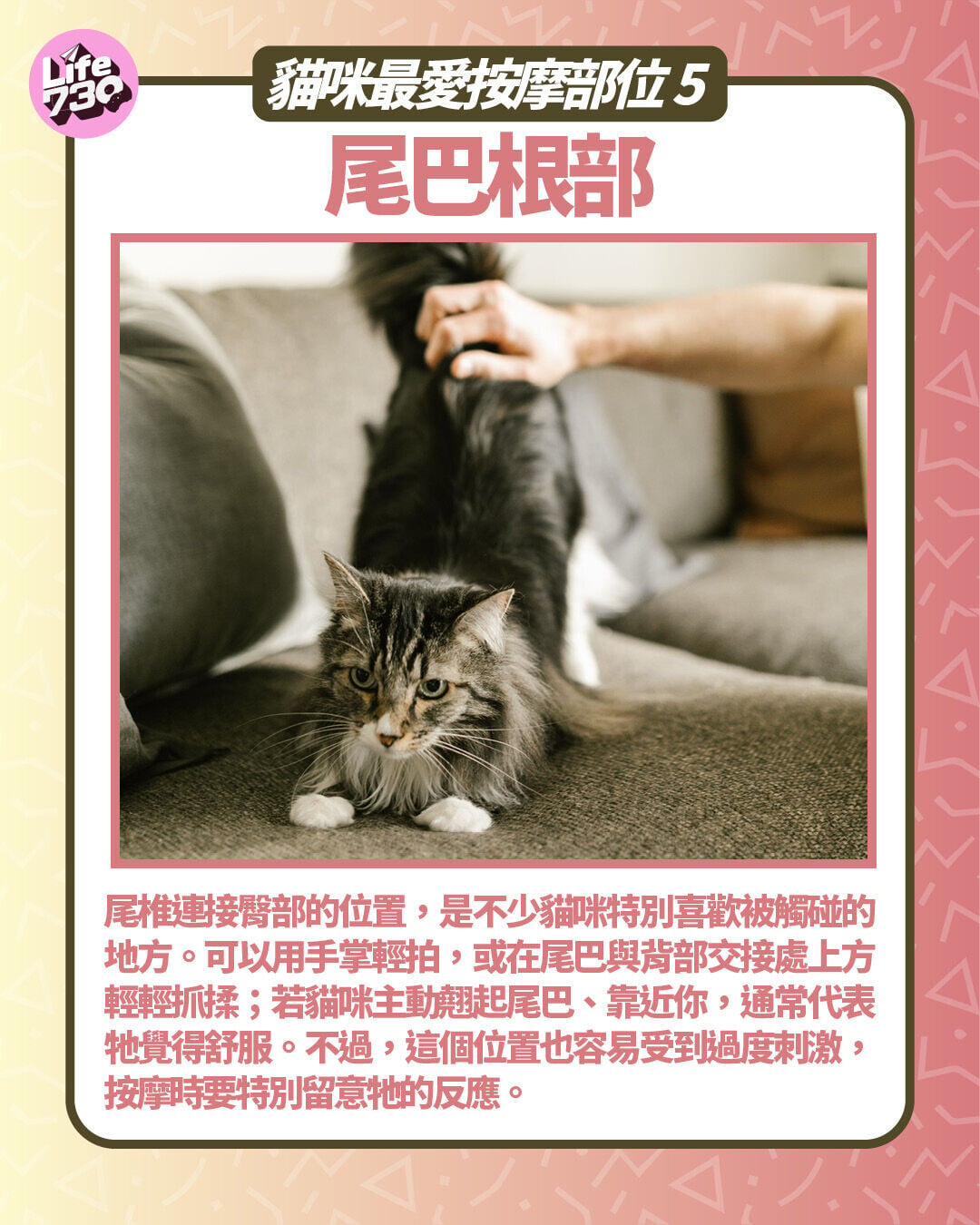 貓咪最愛按摩部位5:尾巴根部