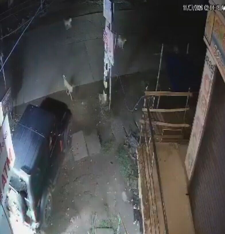 現場傳出巨響、碎片四散飛濺,驚動附近的一群流浪犬和牛好奇上前圍觀。(X)