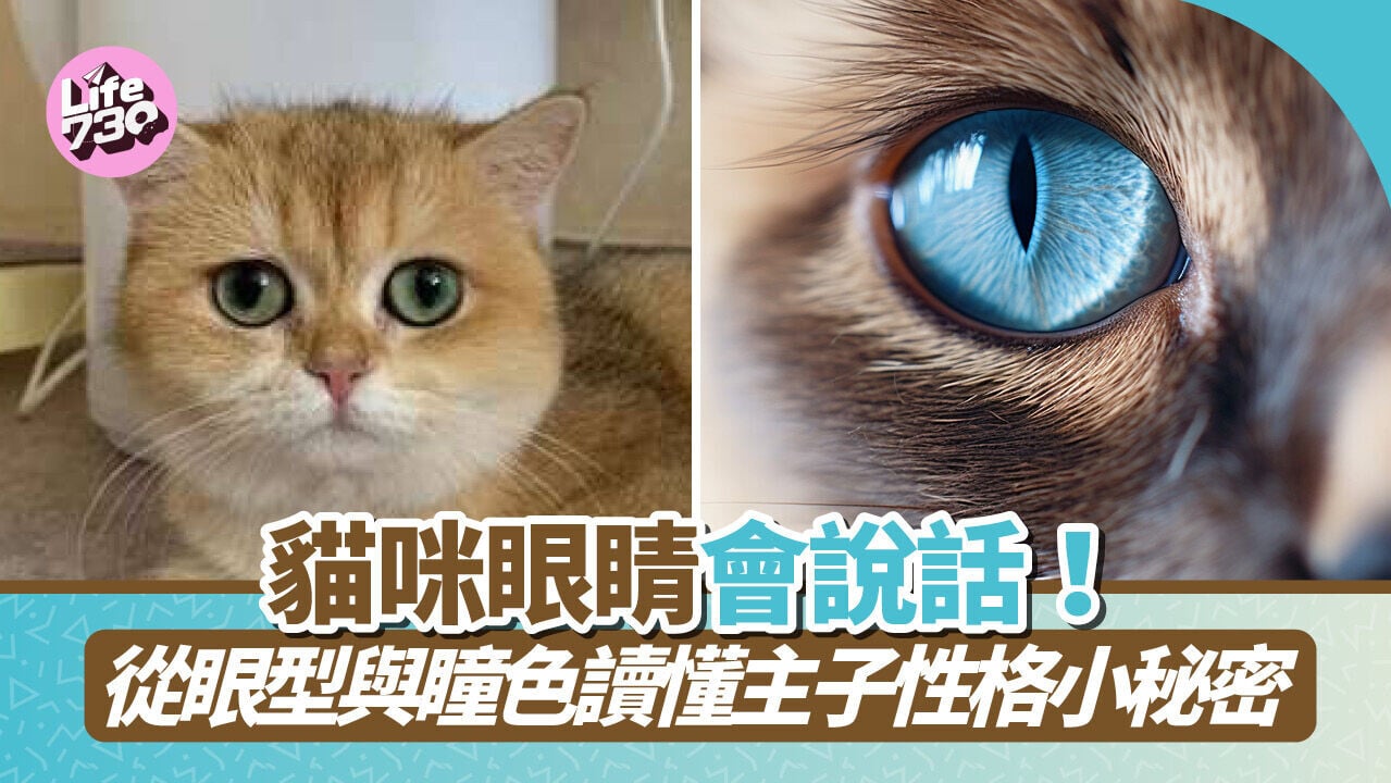 貓咪眼睛會說話！從眼型與瞳色讀懂主子性格小秘密