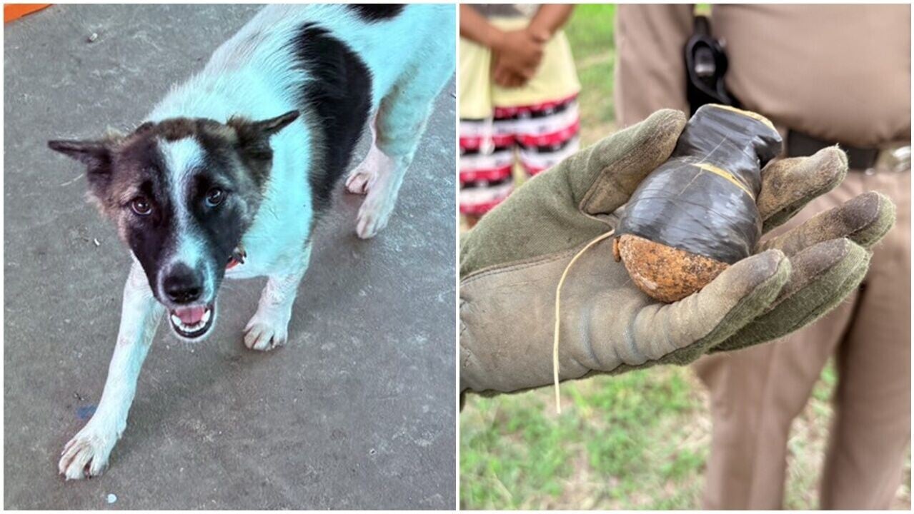 愛犬將手榴彈當骨頭叼回家咬，全家陪足半日才發現。(X)