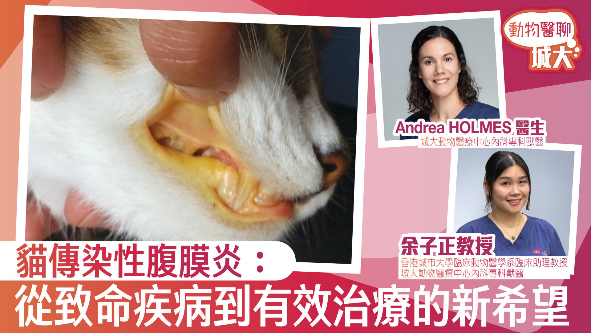 貓傳染性腹膜炎：從致命疾病到有效治療的新希望