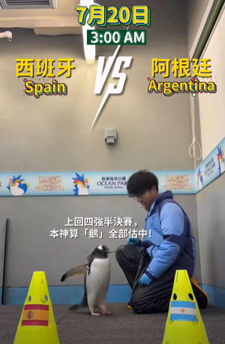 海洋公園館內的企鵝「細佬」預測決賽結果。(海洋公園)