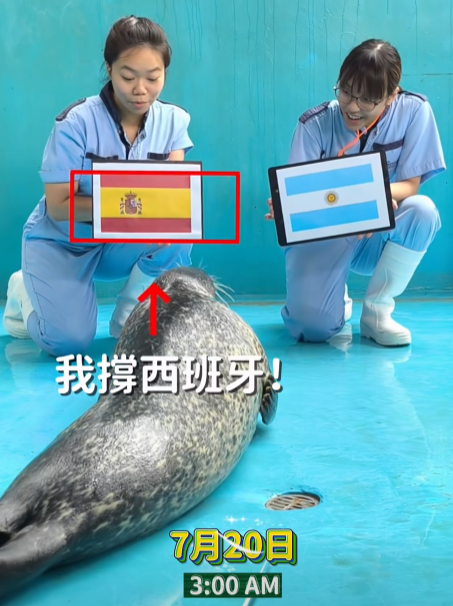 斑海豹「Goby」同樣選擇西班牙隊。(海洋公園)