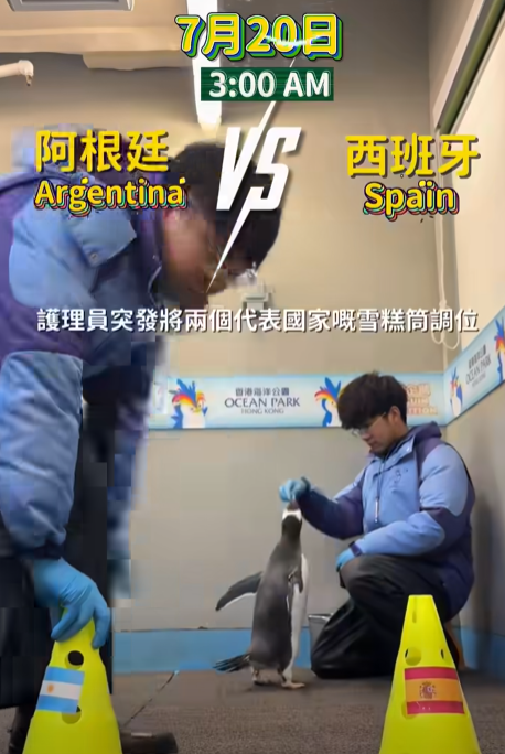 海洋公園館內的企鵝「細佬」預測決賽結果。(海洋公園)