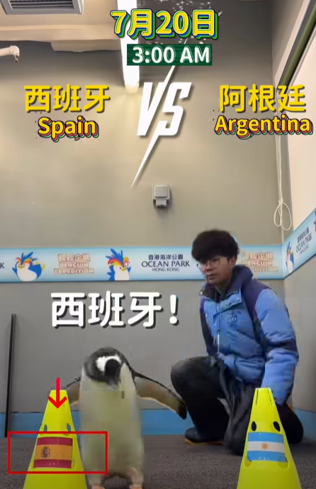 海洋公園館內的企鵝「細佬」預測決賽結果。(海洋公園)