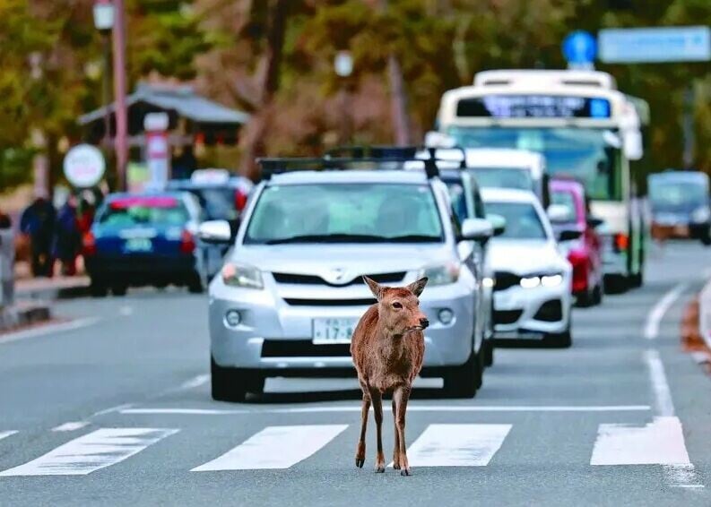 日本奈良鹿