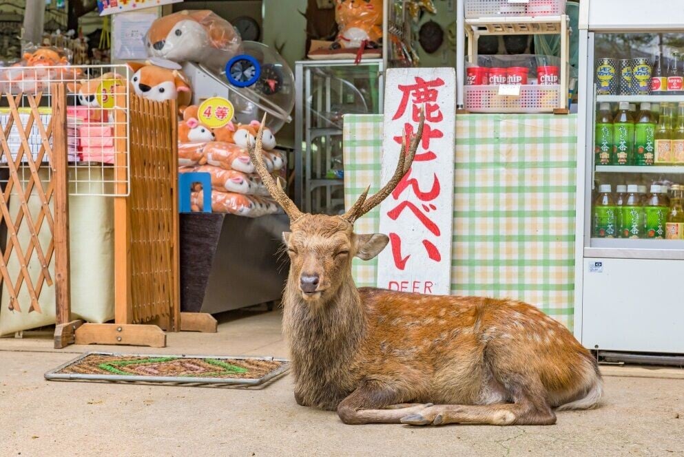 日本奈良鹿