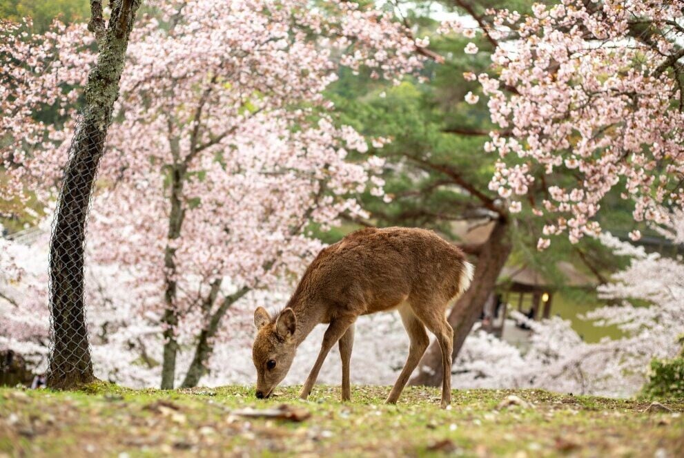 日本奈良鹿