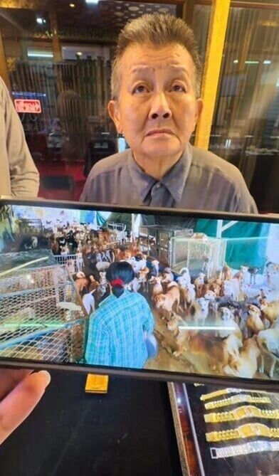泰國流浪貓狗