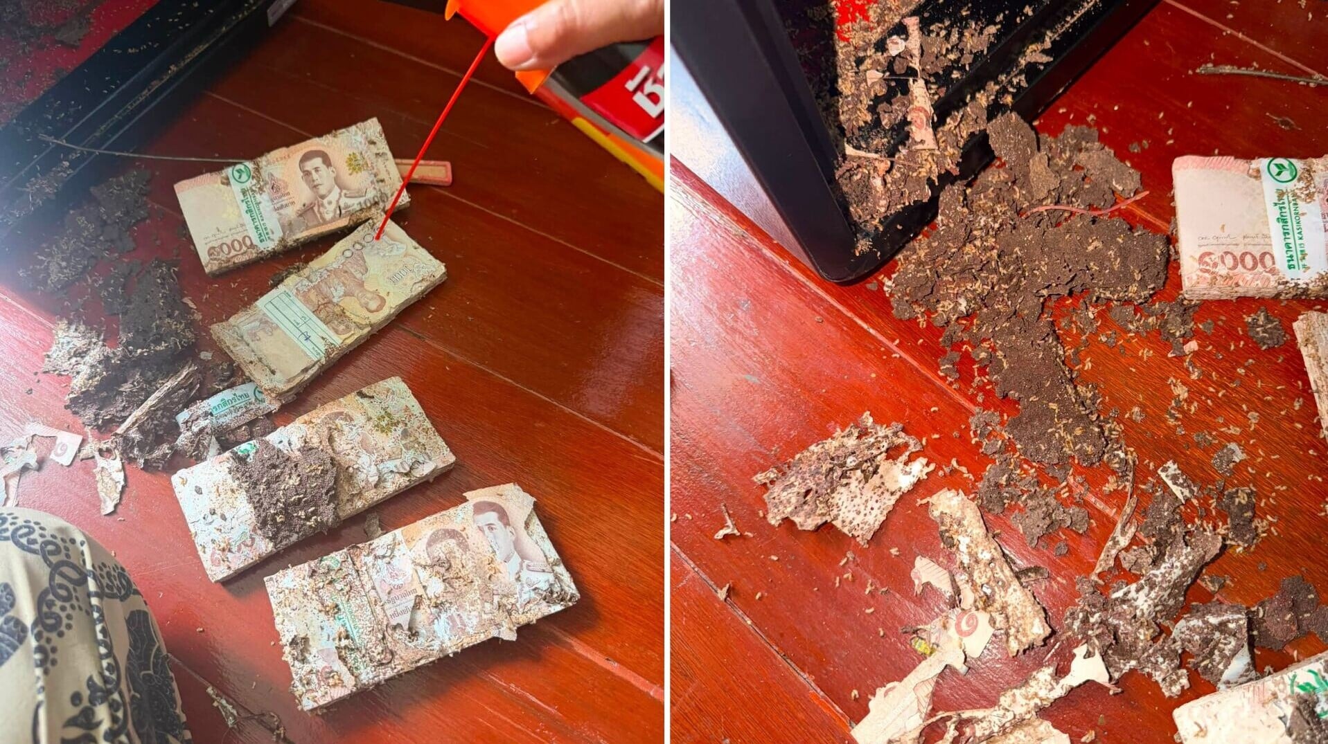 泰國白蟻
