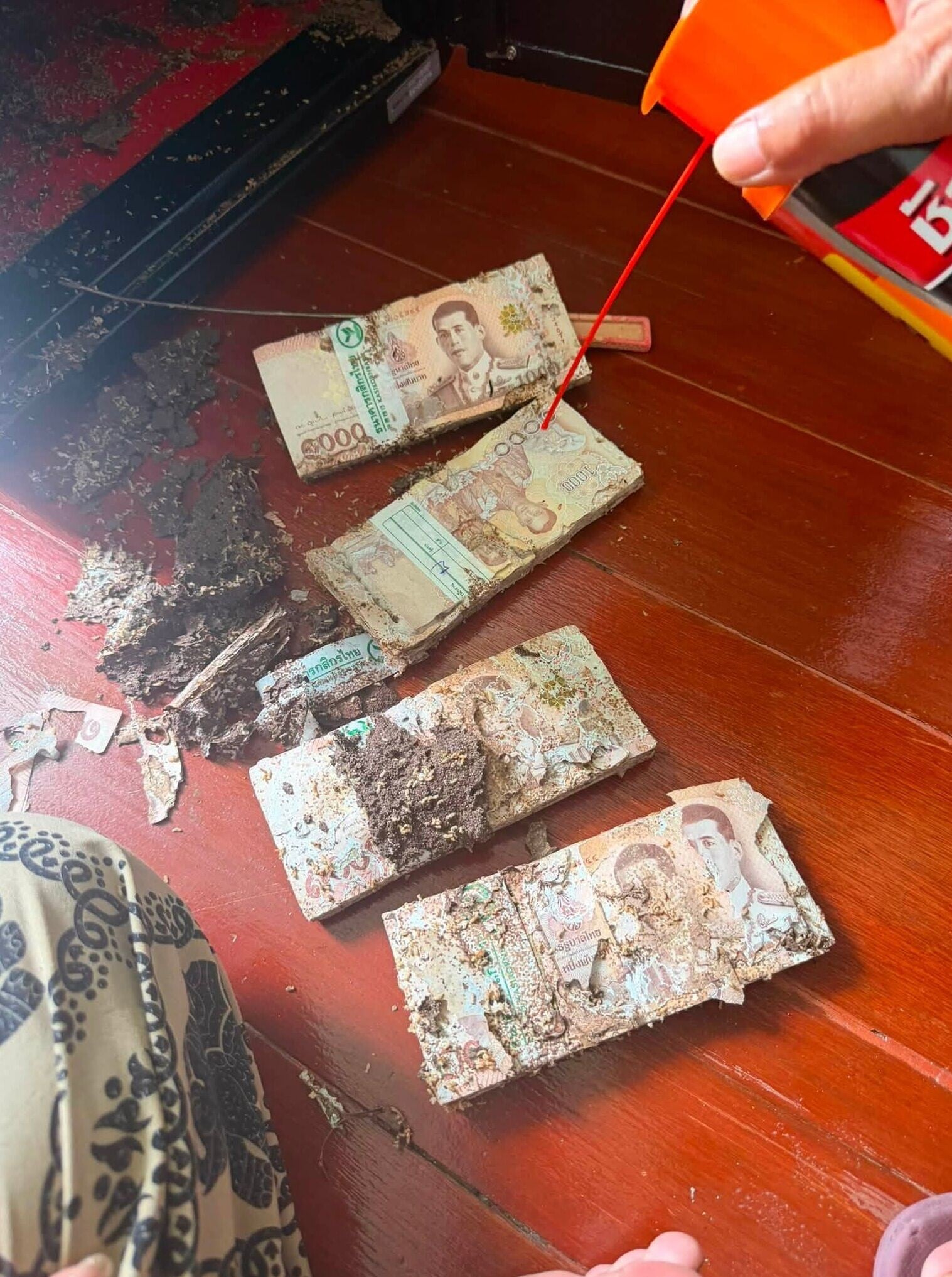 泰國白蟻