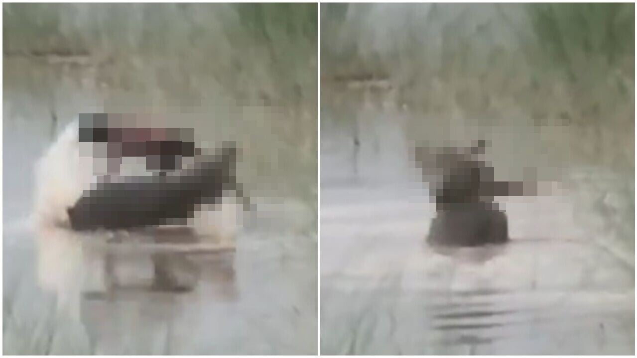 鱷魚伏擊河邊男童，拖落水摔撻再啃食恐佈畫面曝光。(X)
