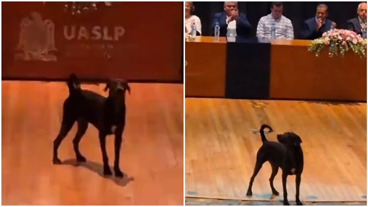 校犬亂入畢業典禮向學生發言，獲全場報以熱烈掌聲。(X)